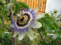 image of passion_flower #11