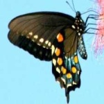 image of animal