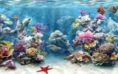 image of reef