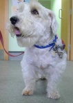 image of sealyham_terrier