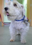 image of sealyham_terrier #27