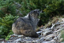 image of marmot