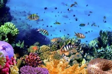image of reef