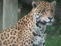 image of jaguar_car