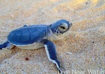 image of animal
