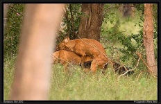 image of dhole
