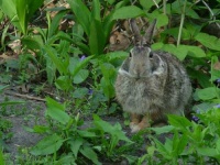 image of wood_rabbit