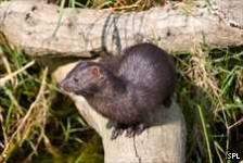 image of mink
