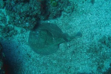 image of electric_ray