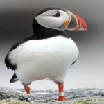 image of bird