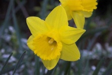 image of flower
