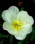 image of flower