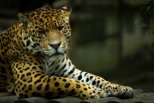 image of animal