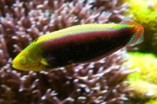image of rock_beauty