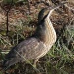 image of bird