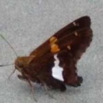 image of animal