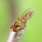 image of lacewing
