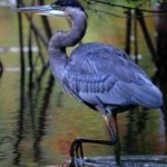 image of blue_heron #1