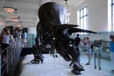 image of triceratops