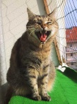 image of tiger_cat
