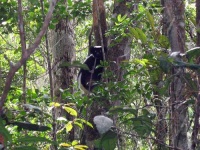 image of indri