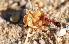 image of ant