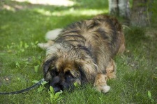 image of animal