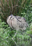 image of bittern
