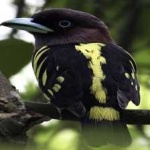 image of banded_broadbill #24