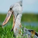 image of bird