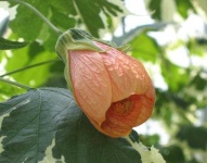 image of flower