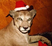 image of cougar