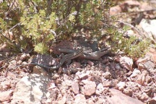 image of whiptail