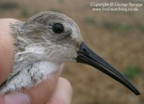 image of red_backed_sandpiper #11