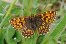 image of animal