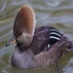 image of bird