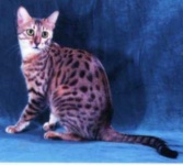 image of egyptian_mau #18