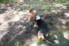 image of basset