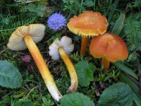 image of mushrooms