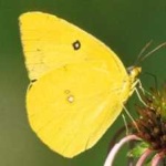 image of animal