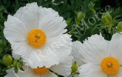 image of flower
