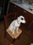 image of english_setter