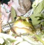 image of bullfrog