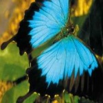 image of animal