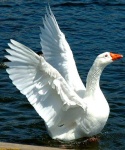 image of goose