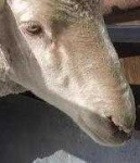 image of animal