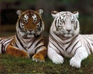 image of jaguar_car