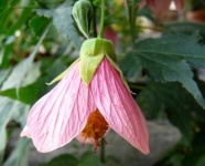 image of flower