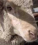 image of animal