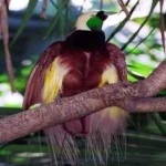 image of bird